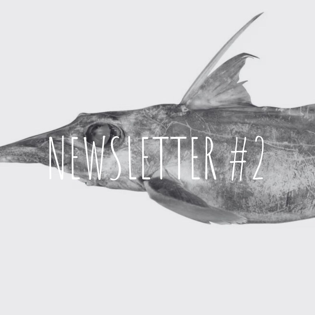 Newsletter #2