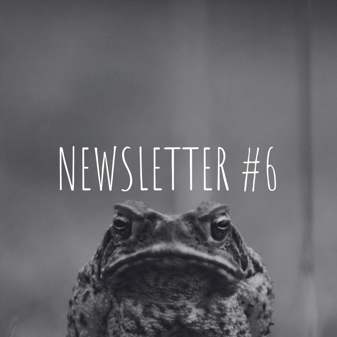 Newsletter #6