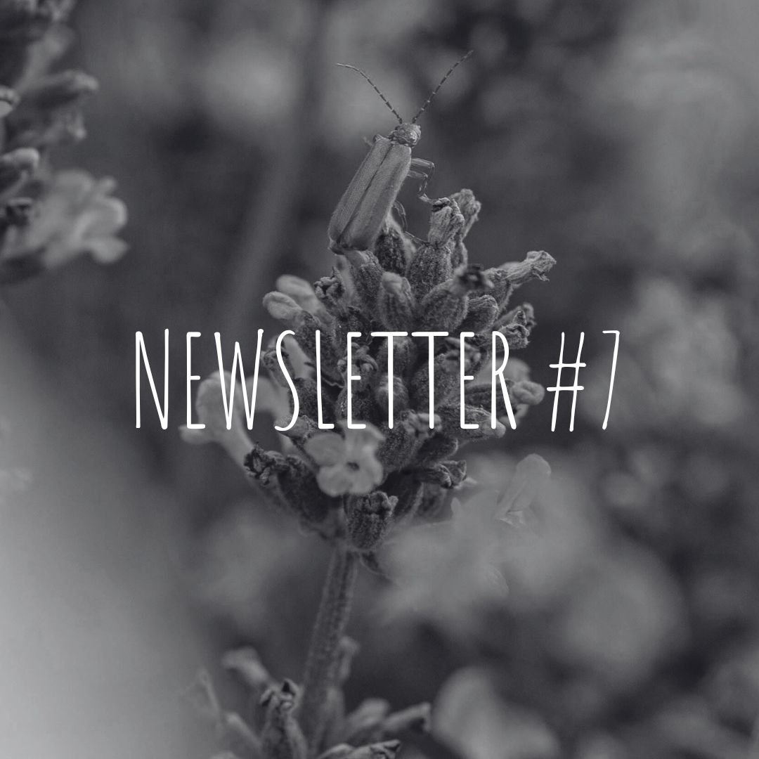 Newsletter #7