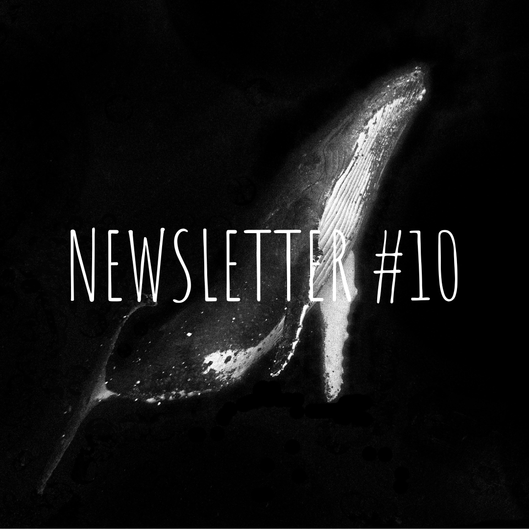 Newsletter #10