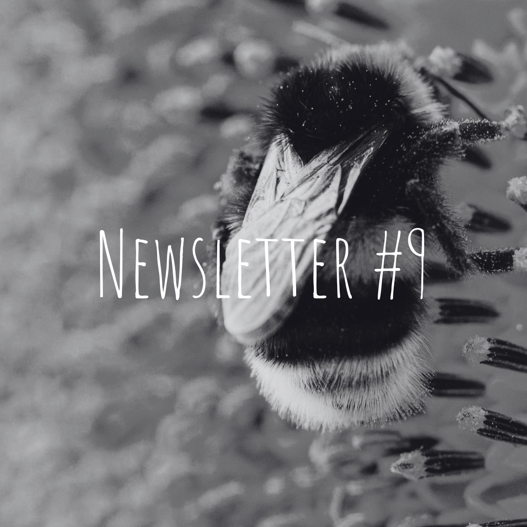 Newsletter #9