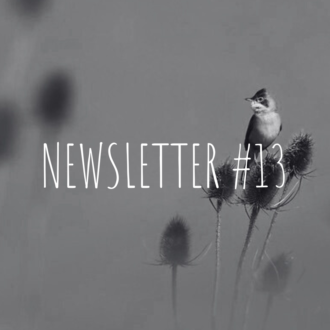Newsletter #13
