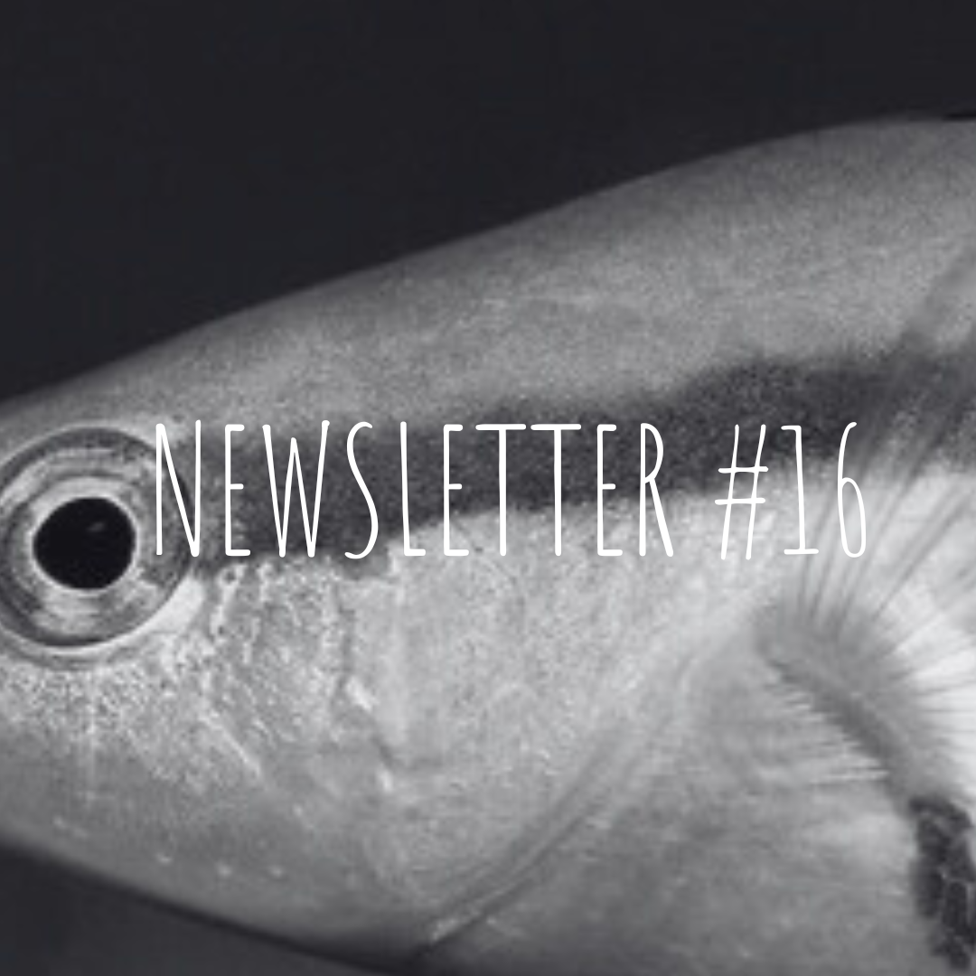 Newsletter #16