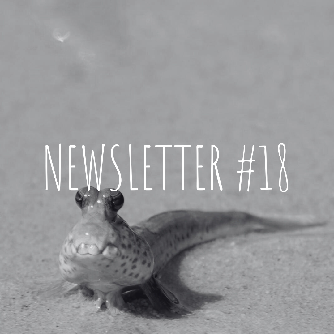 Newsletter #18