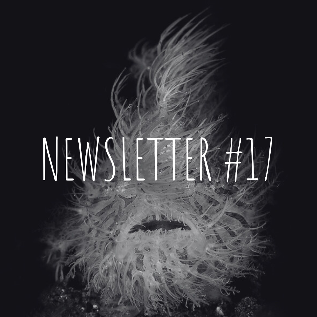 Newsletter #17
