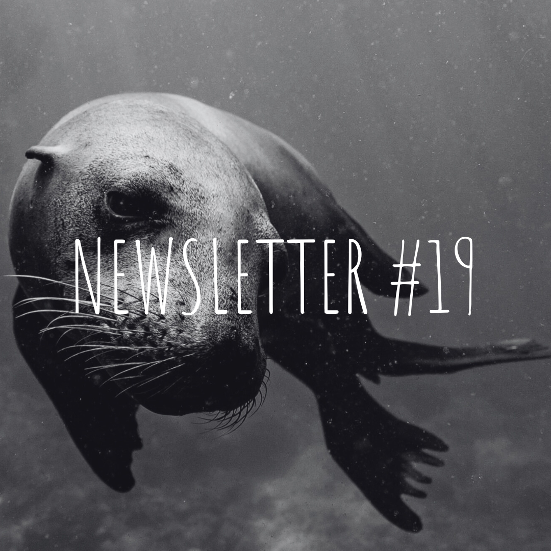Newsletter #19
