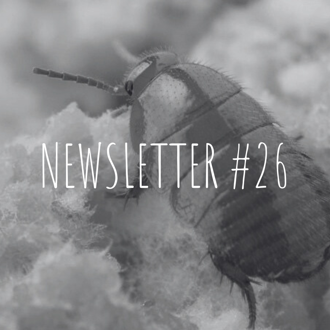 Newsletter #26