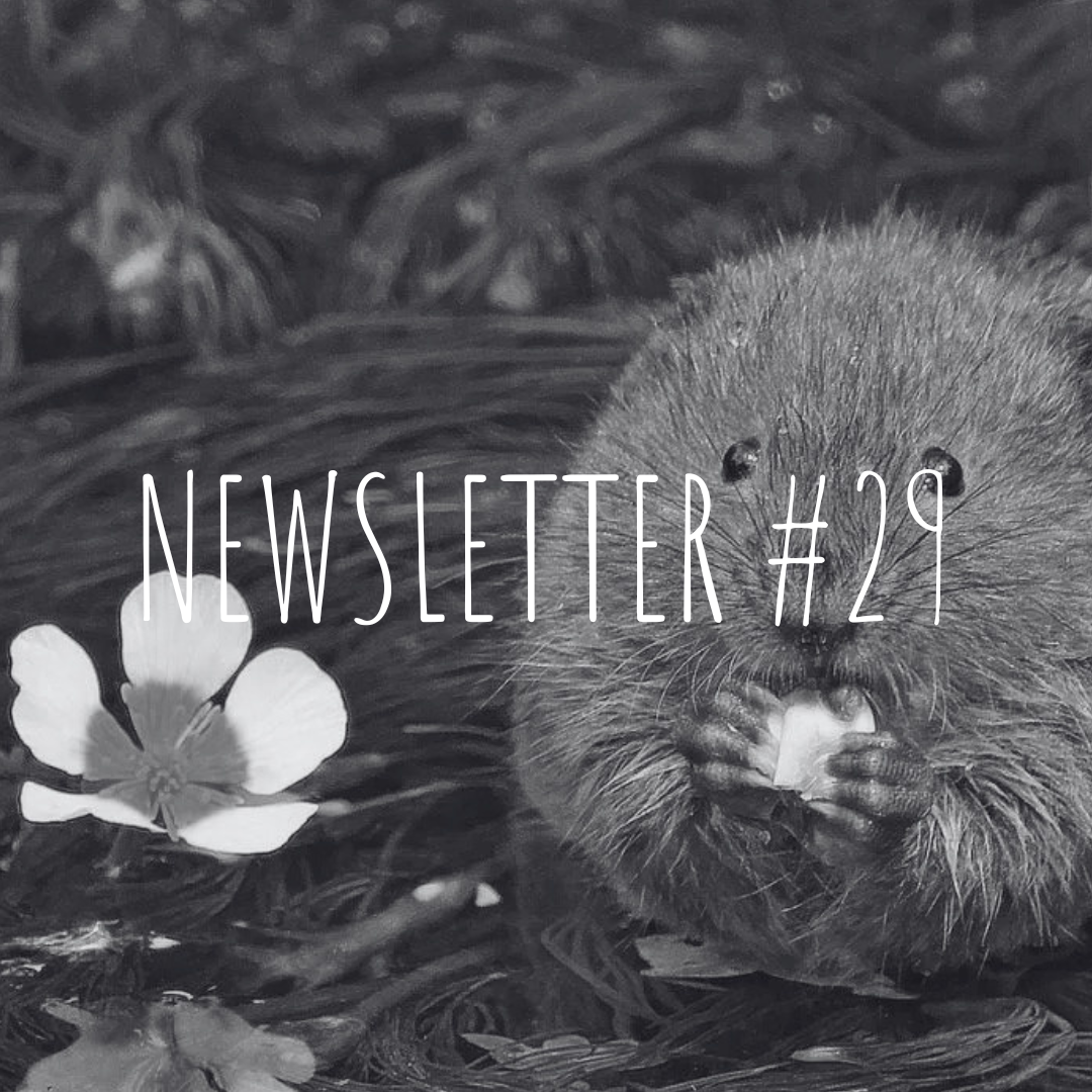 Newsletter #29
