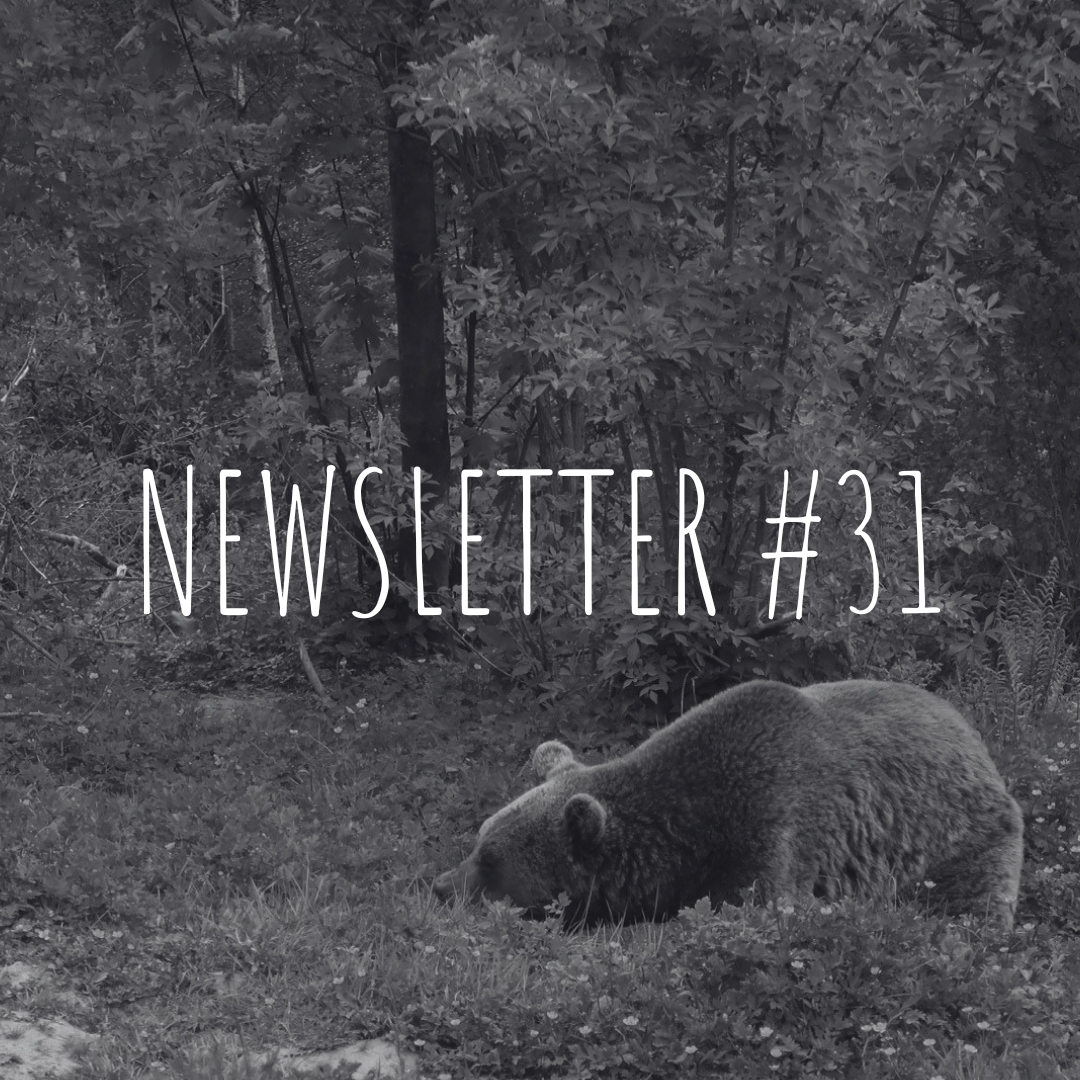 Newsletter #31